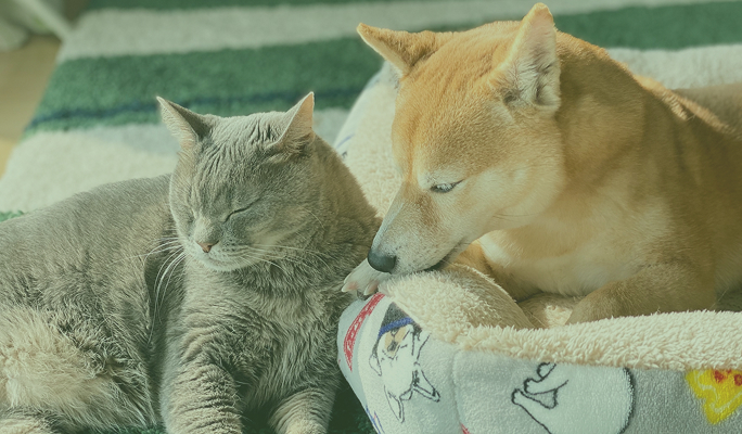 犬・猫の一般診療