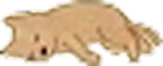 神経症状